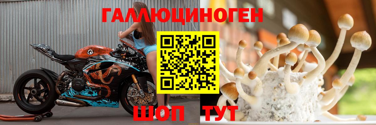 Псилоцибиновые грибы Psilocybe Камышин
